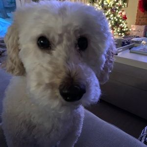 Meet your Posher, Jodie